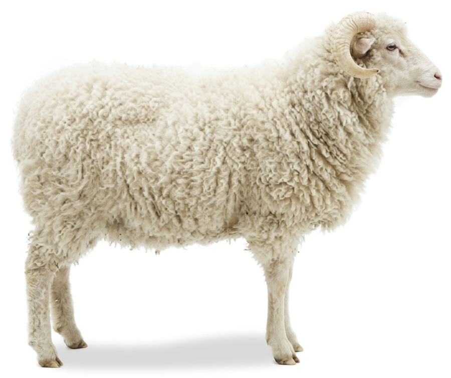 Sheep, source of ethically sourced umbilical cord-derived MSCs